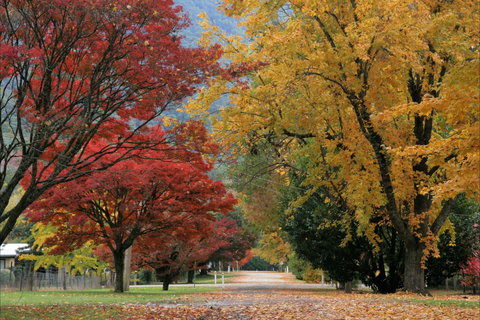 Jamieson Significant Trees - Darwin Holiday 2