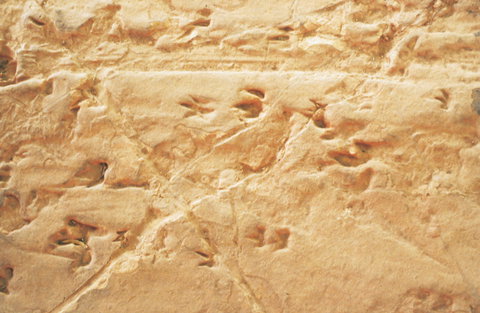 Lark Quarry Conservation Park - Darwin Holiday 2