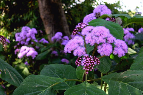 Laurel Bank Park - Darwin Holiday 2