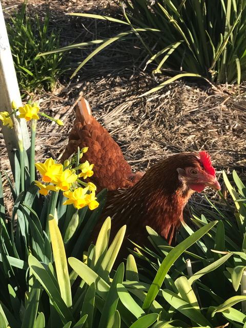 Lessismore Farm Afternoon Farmer - Darwin Holiday 2