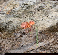 Moorooduc Quarry Walk  Stairs Circuit - Darwin Holiday