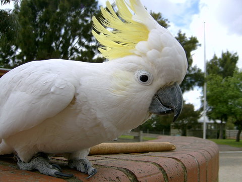 Myuna Farm - Darwin Holiday 1