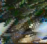 Noreen's Seaside Shop - Darwin Holiday