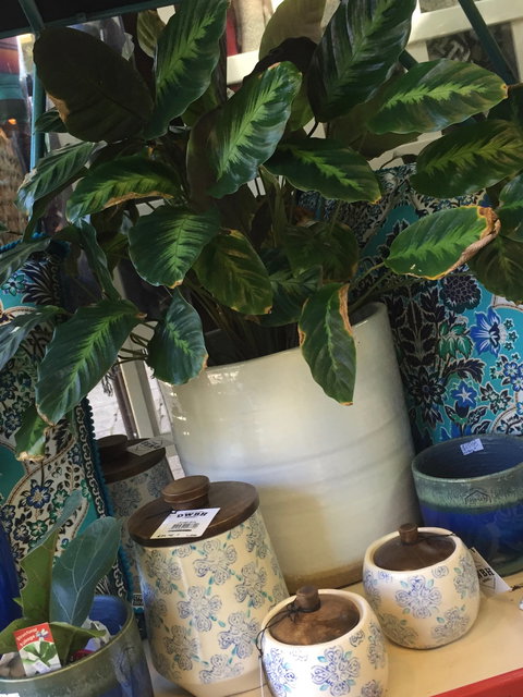 Noreen's Seaside Shop - Darwin Holiday 0