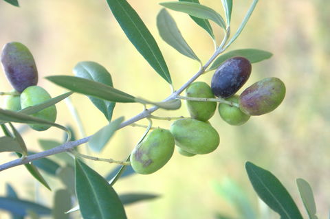 Olives Of Beaulieu - Darwin Holiday 2