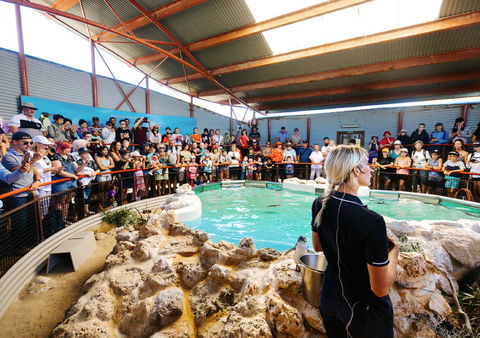 Penguin Island - Darwin Holiday 1