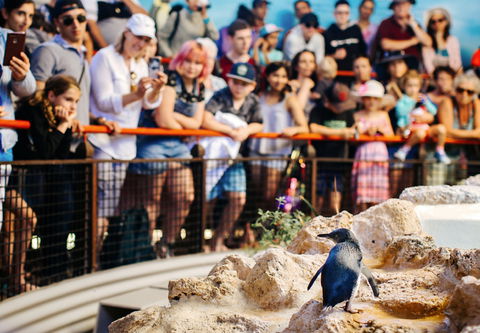 Penguin Island - Darwin Holiday 2