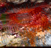 Pixie Pinnacle Dive Site - Darwin Holiday