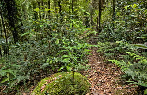 Red Cedar Loop - Darwin Holiday 0