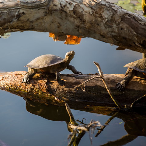 Ross River - Darwin Holiday 1
