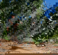 Scorpion Trail Kalamunda Mountain Bike Trails - Darwin Holiday