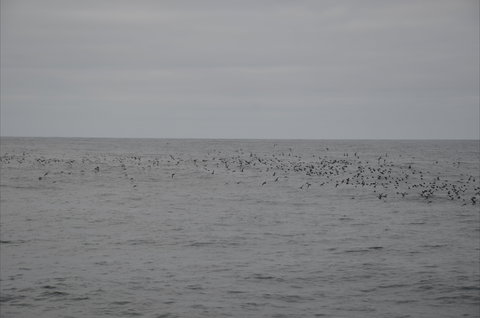 Settlement Point Viewing Platform - Darwin Holiday 1