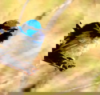 Shepherds Bush - Darwin Holiday