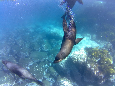 Snorkelling Montague Island - Darwin Holiday 1