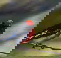 Weddin Bird Trails - Darwin Holiday