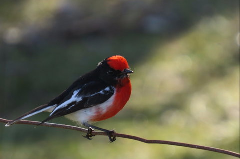Weddin Bird Trails - Darwin Holiday 0
