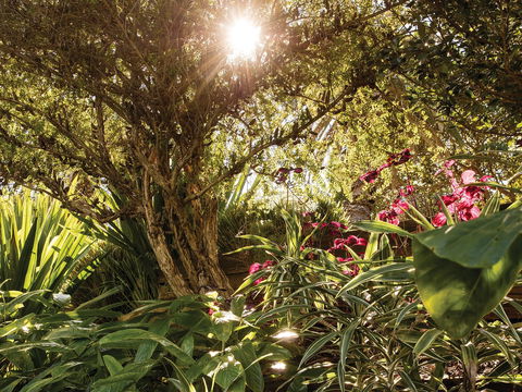 Wendy Whiteley's Secret Garden - Darwin Holiday 1