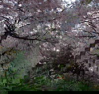 Wildwood Garden - Darwin Holiday