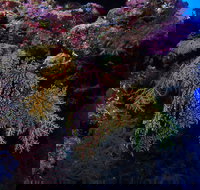 Around The Bend Dive Site - Darwin Holiday