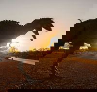 Australian Dinosaur Trail - Darwin Holiday