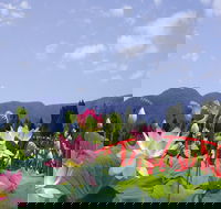 Blue Lotus Water Garden - Darwin Holiday