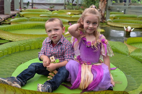 Blue Lotus Water Garden - Darwin Holiday 2