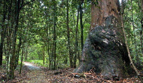 Blue Gum Loop Trail - Darwin Holiday 0