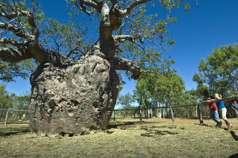 Boab Prison Tree - Darwin Holiday 1