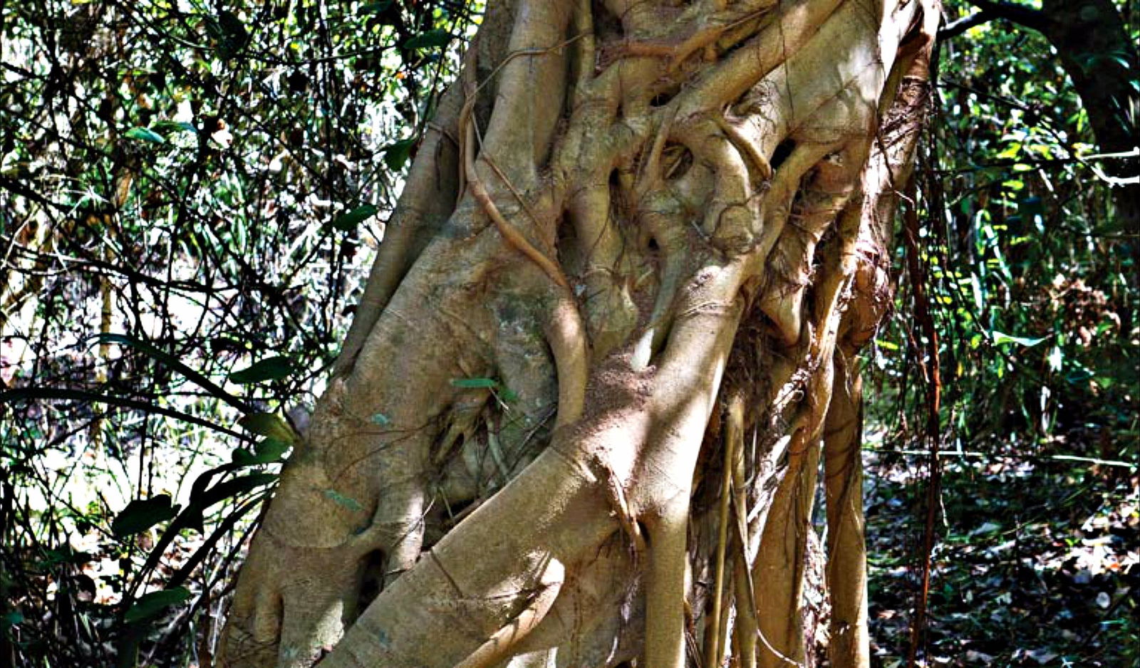 Repton NSW Darwin Holiday