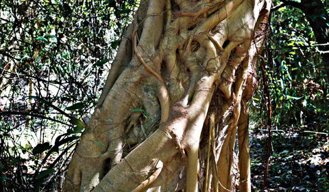 Bundagaree Rainforest Walk - Darwin Holiday 0