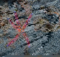 Clam Gardens Dive Site - Darwin Holiday