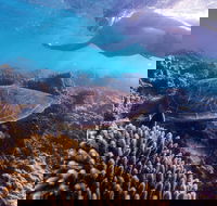 Complete Ningaloo Reef Experience - Darwin Holiday