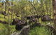 Emerald Creek, Dinden West Forest Reserve - thumb 2