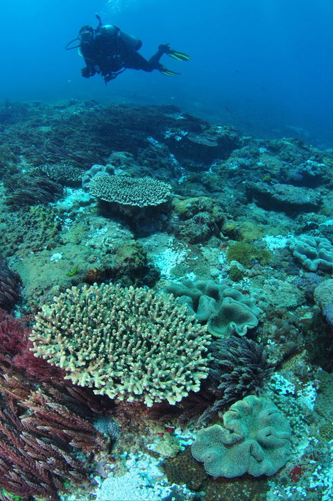 Hanging Rock Dive Site - Darwin Holiday 0