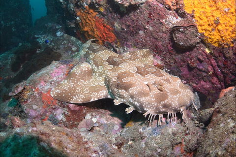 Hanging Rock Dive Site - Darwin Holiday 1