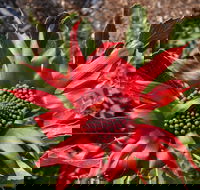 Inverawe Native Gardens - Darwin Holiday
