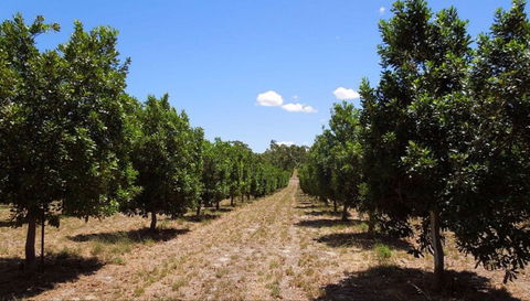 MacNuts WA Shop And Factory - Darwin Holiday 0