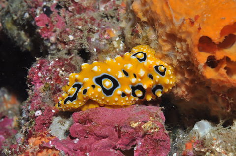 Magic Mountain Dive Site - Darwin Holiday 0