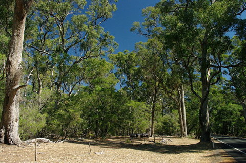 Maidens Tuart Forest - Darwin Holiday 0