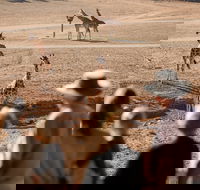Monarto Safari Park - Darwin Holiday