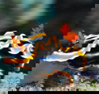 Monolith Dive Site - Darwin Holiday