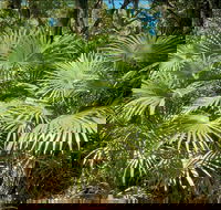 Mungo Rainforest Walk - Darwin Holiday