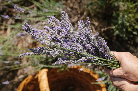 Nannup Lavender Farm - Darwin Holiday 2
