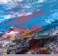 Ningaloo Marine Park - Darwin Holiday