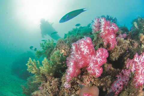 Ningaloo Marine Park - Darwin Holiday 2