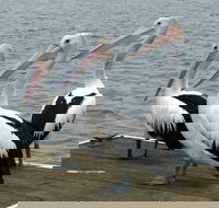 Pelican Feeding - Darwin Holiday