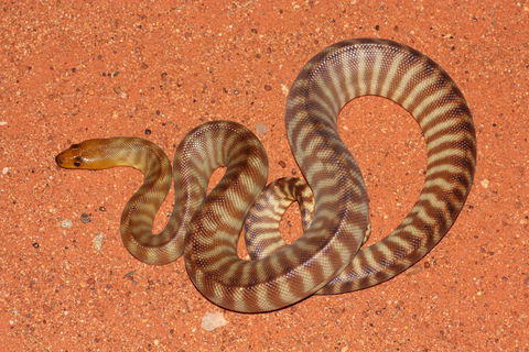 Red Desert Reptiles - Darwin Holiday 0