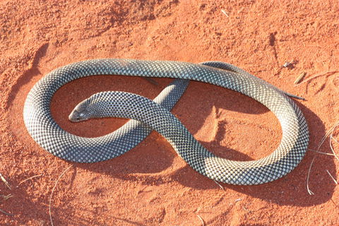 Red Desert Reptiles - Darwin Holiday 1