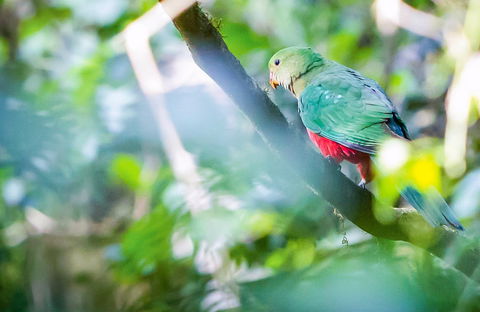 Satinbird Stroll - Darwin Holiday 0