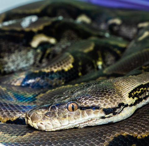 Serpentarium Wildlife Park Tasmania - Darwin Holiday 1